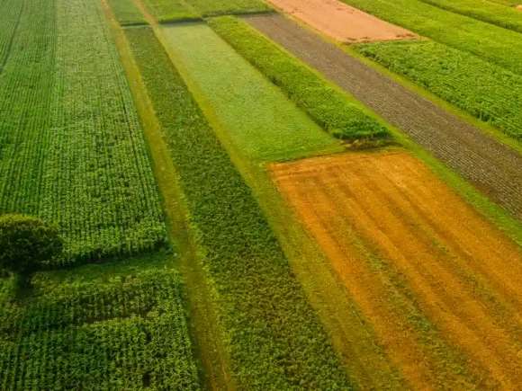 Exploring the Culinary Wonders of Our Crops: Unique Recipes for Every Palate