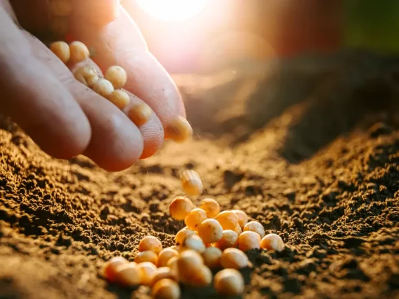 The Journey from Seed to Harvest: Unveiling the Lifecycle of our Premium Crops