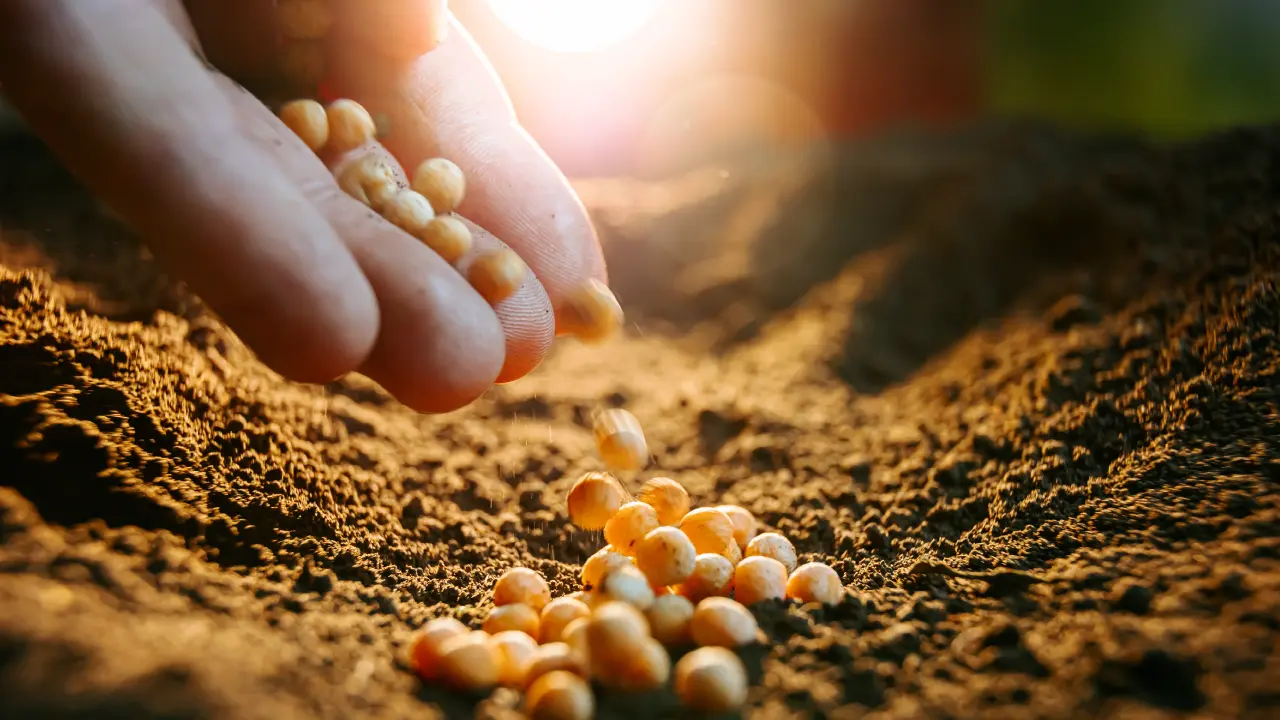 Seed to Harvest