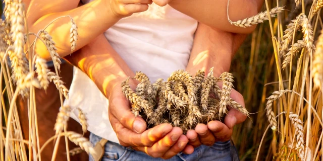 seed to harvest